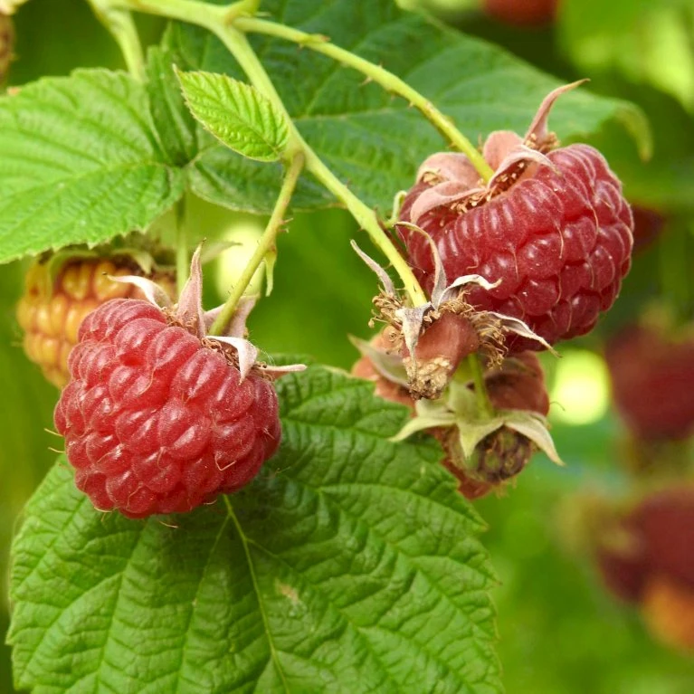 Efterårs Hindbær 'Pokusa' Rubus Idaeus 'Pokusa' Potte 2,0 Liter,- Opbundet 4 Efterårs Hindbær 'Pokusa' Rubus Idaeus 'Pokusa' Potte 2,0 Liter,- Opbundet - Billede 2