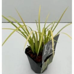 Kalmus 'Golden Delight' Acorus Gramineus 'Golden Delight' 1 Liter Potte -Montoz Butik p35712 40738 acorus gramineus golden delight 295b