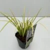 Kalmus 'Golden Delight' Acorus Gramineus 'Golden Delight' 1 Liter Potte -Montoz Butik p35712 43574 acorus gramineus golden delight 69f5