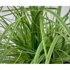 Star 'Everlime' Carex Oshimensis 'Everlime' 1 Liter Potte -Montoz Butik p35714 38967 carex oshimensis everlime 707d