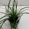 Star 'Everlime' Carex Oshimensis 'Everlime' 1 Liter Potte -Montoz Butik p35714 43576 carex oshimensis everlime 463e