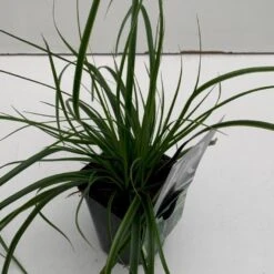 Star 'Everlime' Carex Oshimensis 'Everlime' 1 Liter Potte