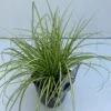 Star 'Eversheen' Carex Oshimensis 'Eversheen' Potte 2 Liter. -Montoz Butik p35715 42612 carex oshimensis eversheen 5235
