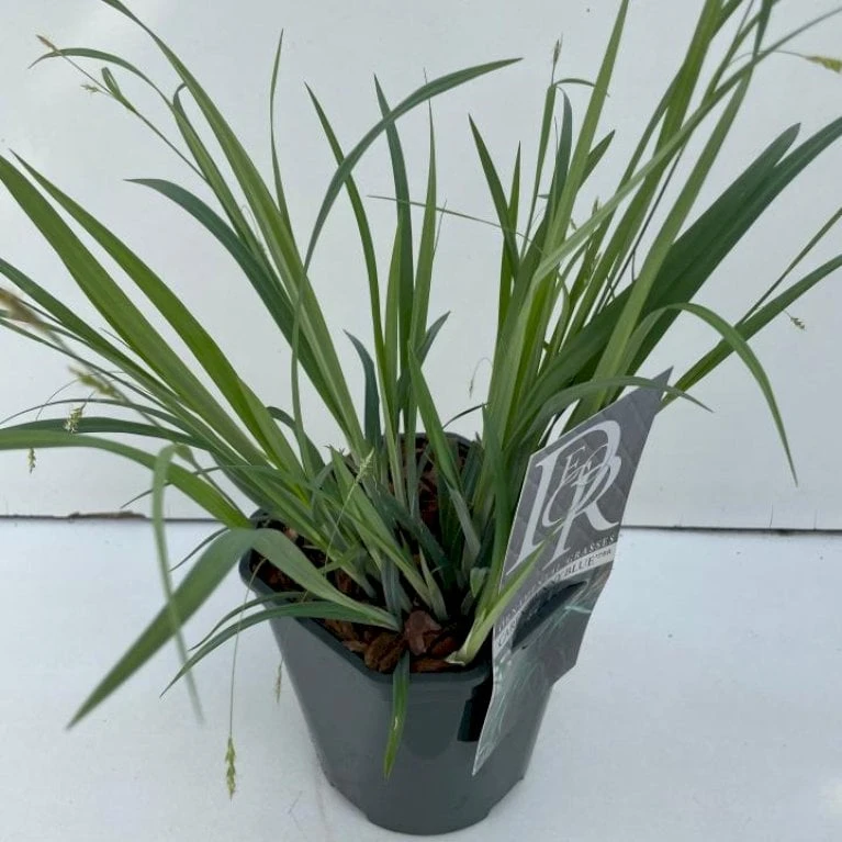 Star 'Bunny Blue' Carex Laxiculmis 'Bunny Blue' Potte 2 Liter. 3 Star 'Bunny Blue' Carex Laxiculmis 'Bunny Blue' Potte 2 Liter.