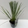 Lav Pampasgræs 'Mini' Cortaderia Selloana 'Mini' Potte 2 Liter. -Montoz Butik p35721 42619 cortaderia selloana mini 23a9