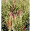 Lav Elefantgræs 'Adagio' Miscanthus Sinensis 'Adagio' 5 Liter Potte 2 Lav Elefantgræs 'Adagio' Miscanthus Sinensis 'Adagio' 5 Liter Potte -Montoz Butik p35725 42392 miscanthus sinensis adagio 1804