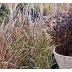 Lav Elefantgræs 'Pink Cloud' Miscanthus Sinensis 'Pink Cloud' 5 Liter Potte