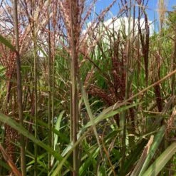 Elefantgræs 'Red Chief' Miscanthus Sinensis 'Red Chief' 5 Liter Potte -Montoz Butik p35728 38577 miscanthus sinensis red chief bf1a