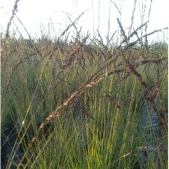 Blåtop 'Edith Dudszus' Molinia Caerulea 'Edith Dudszus' Potte 2,0 Liter,- 40-60 Cm. -Montoz Butik p35730 38565 molinia caerulea edith dudszus 275d