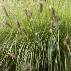 Lampepudsergræs 'Red Head' Pennisetum Alopecuroides 'Red Head' 3,0 Liter Potte -Montoz Butik p35734 50918 pennisetum alopecuroides red head 52a3