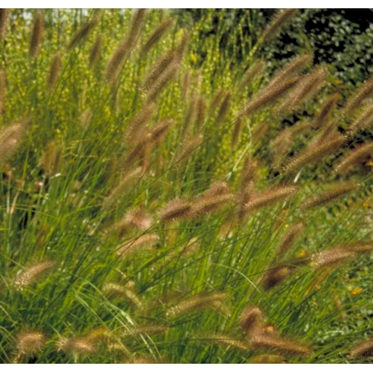 Lampepudsergræs 'Viridescens' Pennisetum Alopecuroides 'Viridescens' 5 Liter Potte 3 Lampepudsergræs 'Viridescens' Pennisetum Alopecuroides 'Viridescens' 5 Liter Potte
