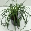 Star 'Evergreen' Carex Oshimensis 'Evergreen' Potte 2 Liter. -Montoz Butik p35736 42607 carex oshimensis evergreen 910a