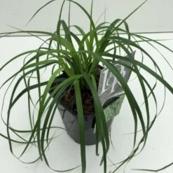 Star 'Evergreen' Carex Oshimensis 'Evergreen' Potte 2 Liter.