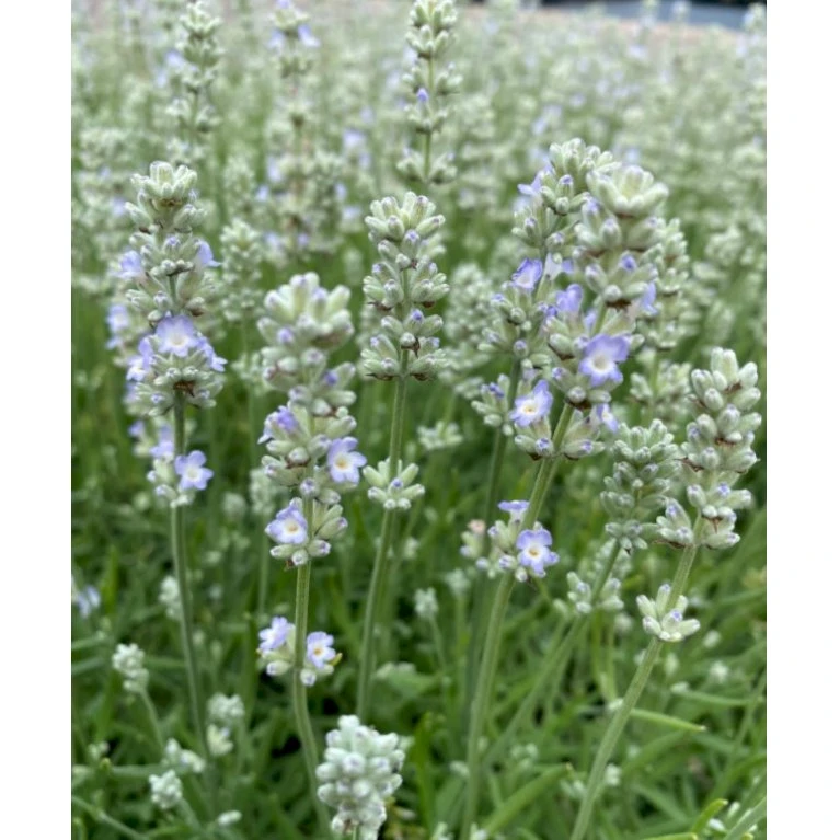 Lavendel 'White Summer' Lavandula Angustifolia 'White Summer' 10 Cm Potte 3 Lavendel 'White Summer' Lavandula Angustifolia 'White Summer' 10 Cm Potte