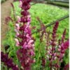 Staude-Salvie 'Deep Rose' Salvia Nemorosa Sensation 'Deep Rose' 1 Liter -Montoz Butik p35778 38757 salvia nemorosa sensation deep rose 6a1c