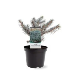 Blågran 'Karpaten' Picea Pungens 'Karpaten' Potte 3,0 Liter,- 20-25 Cm.