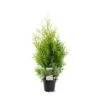 Almindelig Thuja 'Golden Brabant' Thuja Occidentalis 'Golden Brabant' Potte 3,0 Liter,- 60-70 Cm. -Montoz Butik p35837 38926 thuja occidentalis golden brabrant bb90