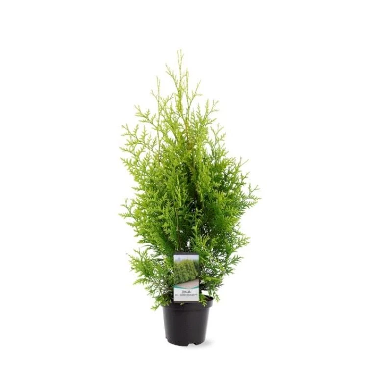 Almindelig Thuja 'Golden Brabant' Thuja Occidentalis 'Golden Brabant' Potte 3,0 Liter,- 60-70 Cm. 3 Almindelig Thuja 'Golden Brabant' Thuja Occidentalis 'Golden Brabant' Potte 3,0 Liter,- 60-70 Cm.