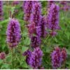Anisisop 'Blue Boa' Agastache 'Blue Boa' 1 Liter Potte