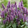 Anisisop 'Beelicious Purple' Agastache 'Beelicious Purple' 1 Liter Potte 2 Anisisop 'Beelicious Purple' Agastache 'Beelicious Purple' 1 Liter Potte -Montoz Butik p35843 39089 agastache beelicious purple 5170