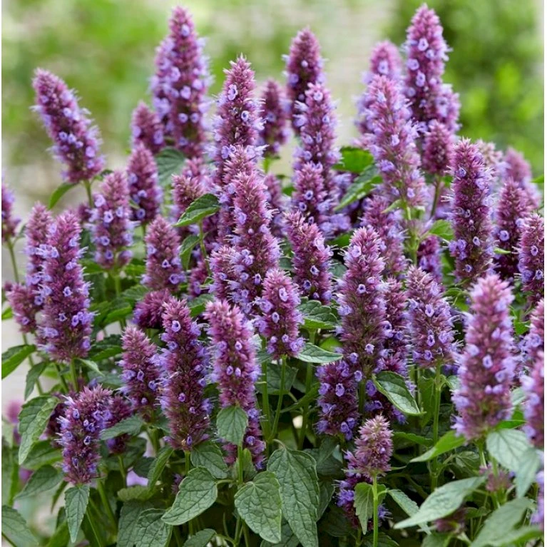 Anisisop 'Beelicious Purple' Agastache 'Beelicious Purple' 1 Liter Potte 3 Anisisop 'Beelicious Purple' Agastache 'Beelicious Purple' 1 Liter Potte