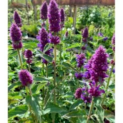 Anisisop 'Beelicious Purple' Agastache 'Beelicious Purple' 1 Liter Potte 7 Anisisop 'Beelicious Purple' Agastache 'Beelicious Purple' 1 Liter Potte -Montoz Butik p35843 48907 agastache beelicious purple 0c8b
