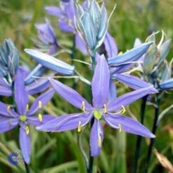 Prærielilje Camassia Quamash 1 Liter Potte