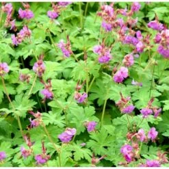 Storrodet Storkenæb 'Sandys Smile' Geranium Macrorrhizum 'Sandys Smile' 10 Cm Potte -Montoz Butik p35867 38983 geranium macrorrhizum sandys smile 8c57