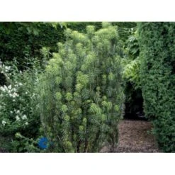 Blommebladet Taks 'Fastigiata' Cephalotaxus Harringtonia 'Fastigiata' Potte 5,0 Liter,- 50-60 Cm. -Montoz Butik p3587 2666 cephalotaxus harringtonia fastigiata b374
