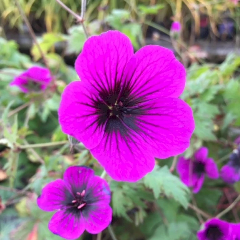 Storkenæb 'Dragon Heart' Geranium Hybrid 'Dragon Heart' 1 Liter Potte 3 Storkenæb 'Dragon Heart' Geranium Hybrid 'Dragon Heart' 1 Liter Potte