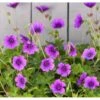 Storkenæb 'Hexham Velvet' Geranium Hybrid 'Hexham Velvet' 1 Liter Potte 1 Storkenæb 'Hexham Velvet' Geranium Hybrid 'Hexham Velvet' 1 Liter Potte -Montoz Butik p35897 39071 geranium hexham velvet 306b