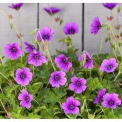 Storkenæb 'Hexham Velvet' Geranium Hybrid 'Hexham Velvet' 1 Liter Potte