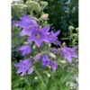 Nælde-Klokke Campanula Trachelium 2 Liter Potte 1 Nælde-Klokke Campanula Trachelium 2 Liter Potte -Montoz Butik p35983 41069 campanula trachelium 511b