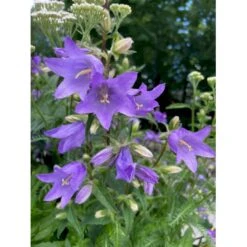 Nælde-Klokke Campanula Trachelium 2 Liter Potte
