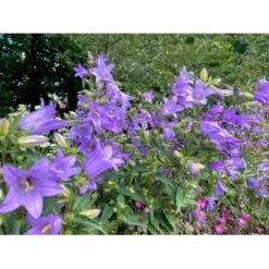 Nælde-Klokke Campanula Trachelium 2 Liter Potte -Montoz Butik p35983 41070 campanula trachelium 99f9