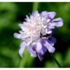 Dueskabiose Scabiosa Columbaria Potte 0,5 Liter -Montoz Butik p35989 39726 scabiosa columbaria 9ac7