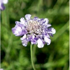 Dueskabiose Scabiosa Columbaria Potte 0,5 Liter -Montoz Butik p35989 39728 scabiosa columbaria 0153