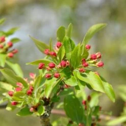 Sargentsæble Malus Sargentii Barrods, - 3 års (1/2) 50-80 Cm. Hækkvalitet -Montoz Butik p3601 54077 malus sargentii 2c6a