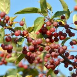 Sargentsæble Malus Sargentii Barrods, - 3 års (1/2) 50-80 Cm. Hækkvalitet -Montoz Butik p3601 54078 malus sargentii fd70