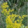 Gul Snerre (Jomfru Marias Sengehalm) Galium Verum 10 Cm Potte -Montoz Butik p36029 39587 galium verum 75fa