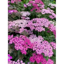 Røllike 'Milly Rock Rose' Achillea Millefolium 'Milly Rock Rose' 3,5 Liter Potte