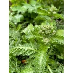 Røllike 'Milly Rock Rose' Achillea Millefolium 'Milly Rock Rose' 3,5 Liter Potte -Montoz Butik p36036 41057 achillea millefolium milly rock rose e641