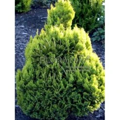 Dværg Ædelcypres 'Minima Aurea' Chamaecyparis Lawsoniana 'Minima Aurea' Potte 3,0 Liter,- 25-30 Cm. -Montoz Butik p3631 2705 chamaecyparis lawsoniana minima aurea 6464