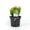 Dværg Ædelcypres 'Minima Aurea' Chamaecyparis Lawsoniana 'Minima Aurea' Potte 3,0 Liter,- 25-30 Cm. -Montoz Butik p3631 38785 image 519a