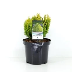 Dværg Ædelcypres 'Minima Aurea' Chamaecyparis Lawsoniana 'Minima Aurea' Potte 3,0 Liter,- 25-30 Cm.