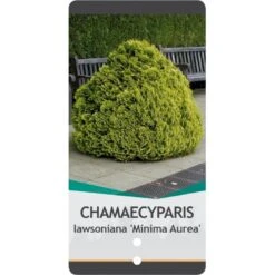 Dværg Ædelcypres 'Minima Aurea' Chamaecyparis Lawsoniana 'Minima Aurea' Potte 3,0 Liter,- 25-30 Cm. -Montoz Butik p3631 38786 image 4426