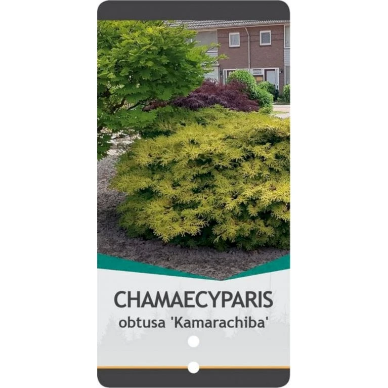 Solcypres 'Kamarachiba' Chamaecyparis Obtusa 'Kamarachiba' Potte 3,0 Liter,- 25-30 Cm. 6 Solcypres 'Kamarachiba' Chamaecyparis Obtusa 'Kamarachiba' Potte 3,0 Liter,- 25-30 Cm. - Billede 4