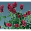 Fjerkløver Trifolium Rubens 1 Liter Potte -Montoz Butik p36481 40665 trifolium rubens 302d