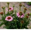 Purpursolhat 'Sunseekers Pink' Echinacea 'Sunseekers Pink' 1 Liter Potte 1 Purpursolhat 'Sunseekers Pink' Echinacea 'Sunseekers Pink' 1 Liter Potte -Montoz Butik p36654 41137 echinacea sunseekers pink fb47