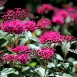 Skærmspiræa 'Anthony Waterer Sapho' Spiraea Bumalda 'Anthony Waterer Sapho' Plug + 2 års, 20-40 Cm. -Montoz Butik p36659 54103 spiraea bumalda anthony waterer sapho daab